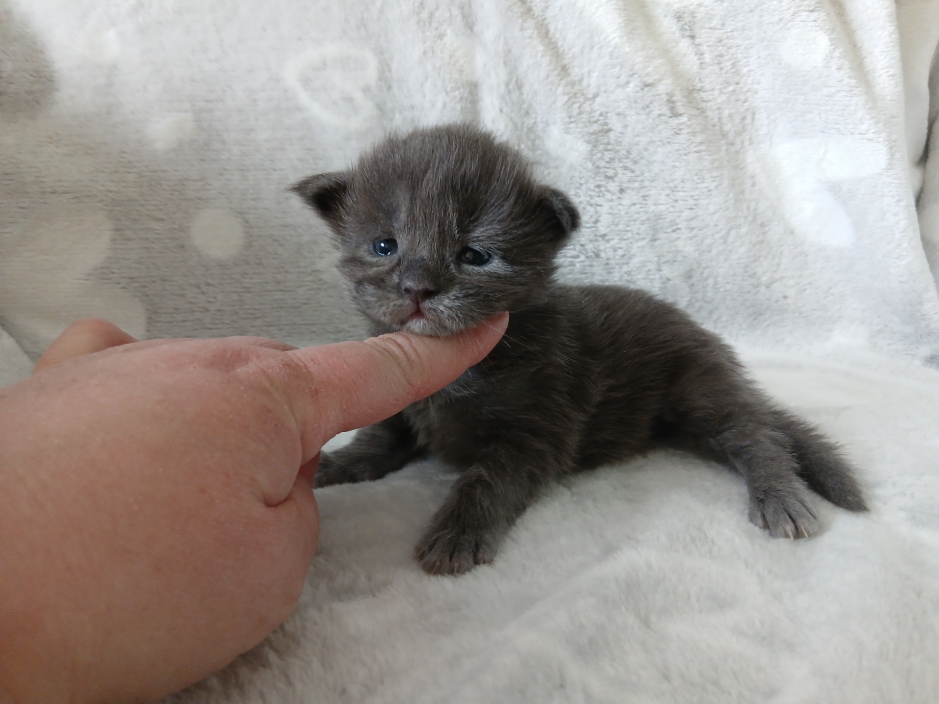 Xenith - kék füst kislány - ELÉRHETŐ