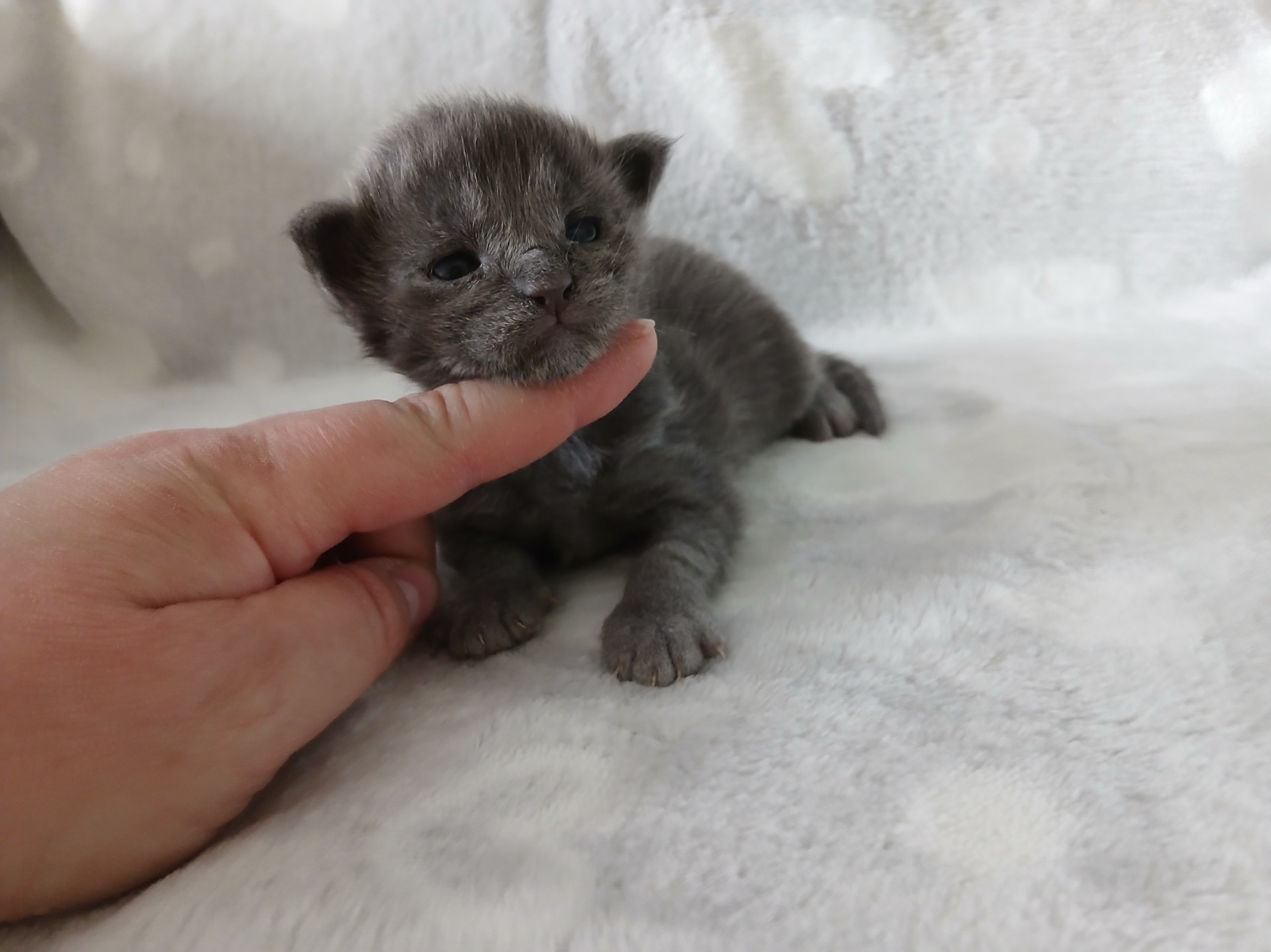 Xango - kék füst kisfiú - ELÉRHETŐ