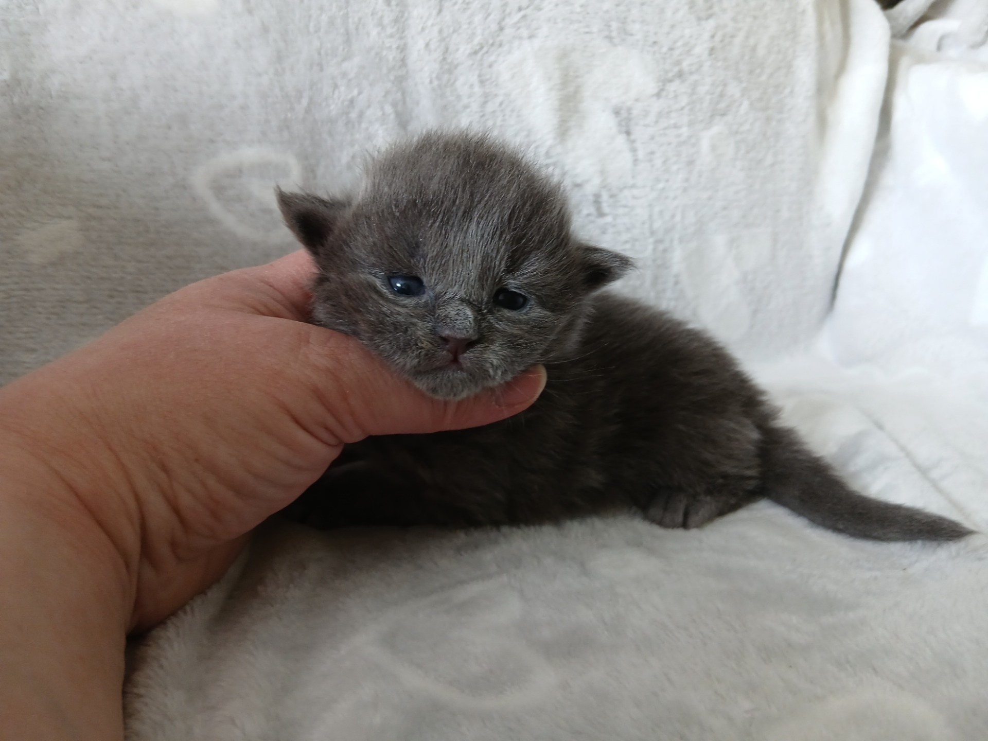 Xentor - kék (füst?) kisfiú - OPCIÓBAN